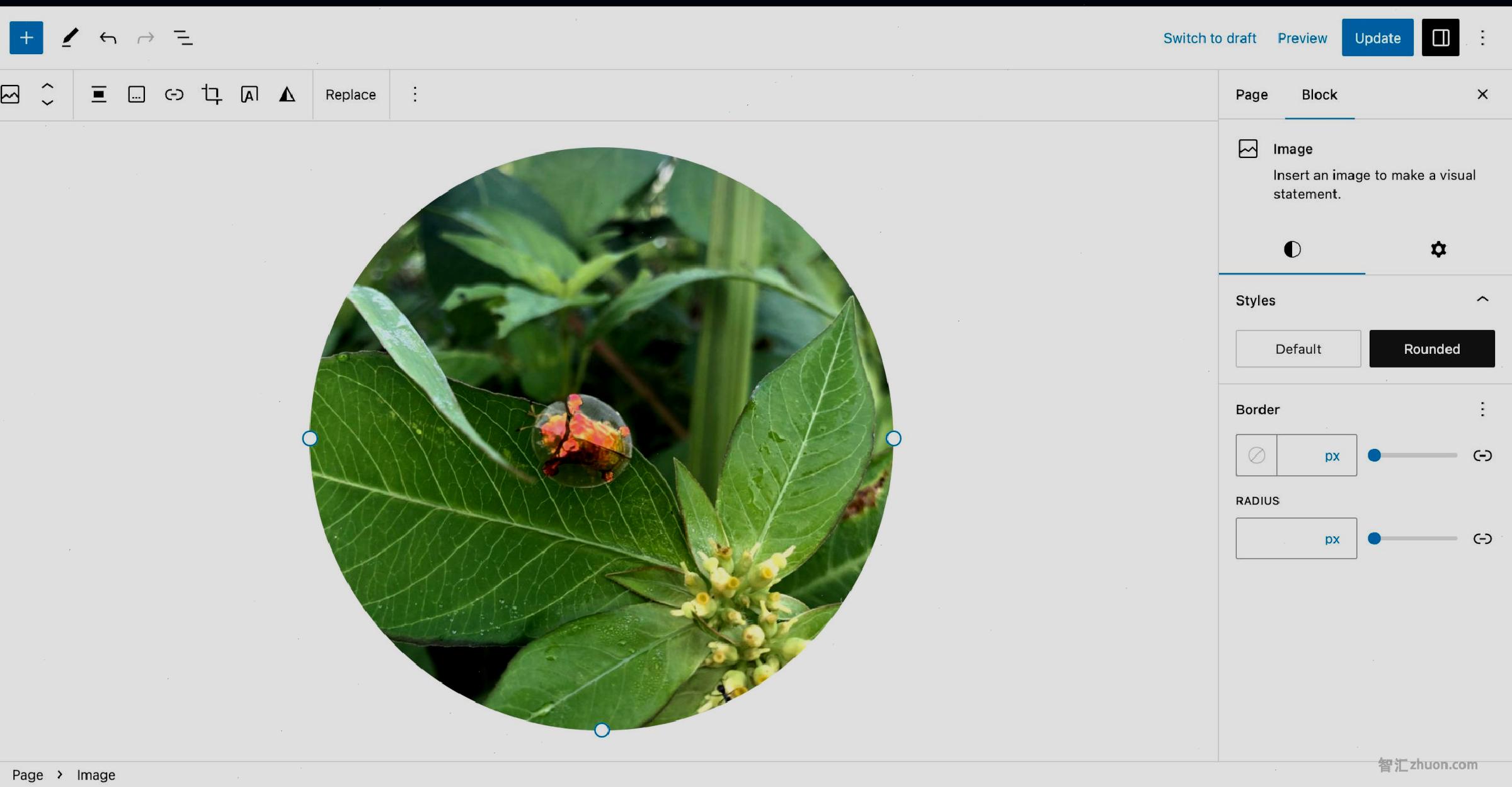 WordPress post editor with a rounded image shown in the content canvas of a bug on a leaf.